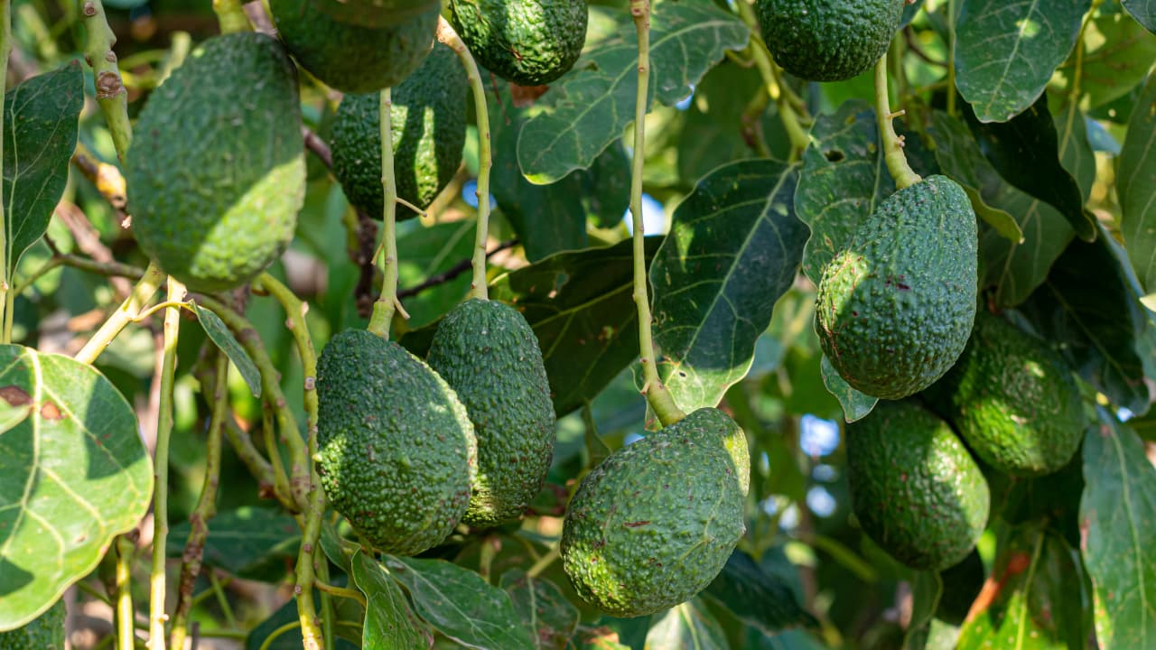 avocado-tree